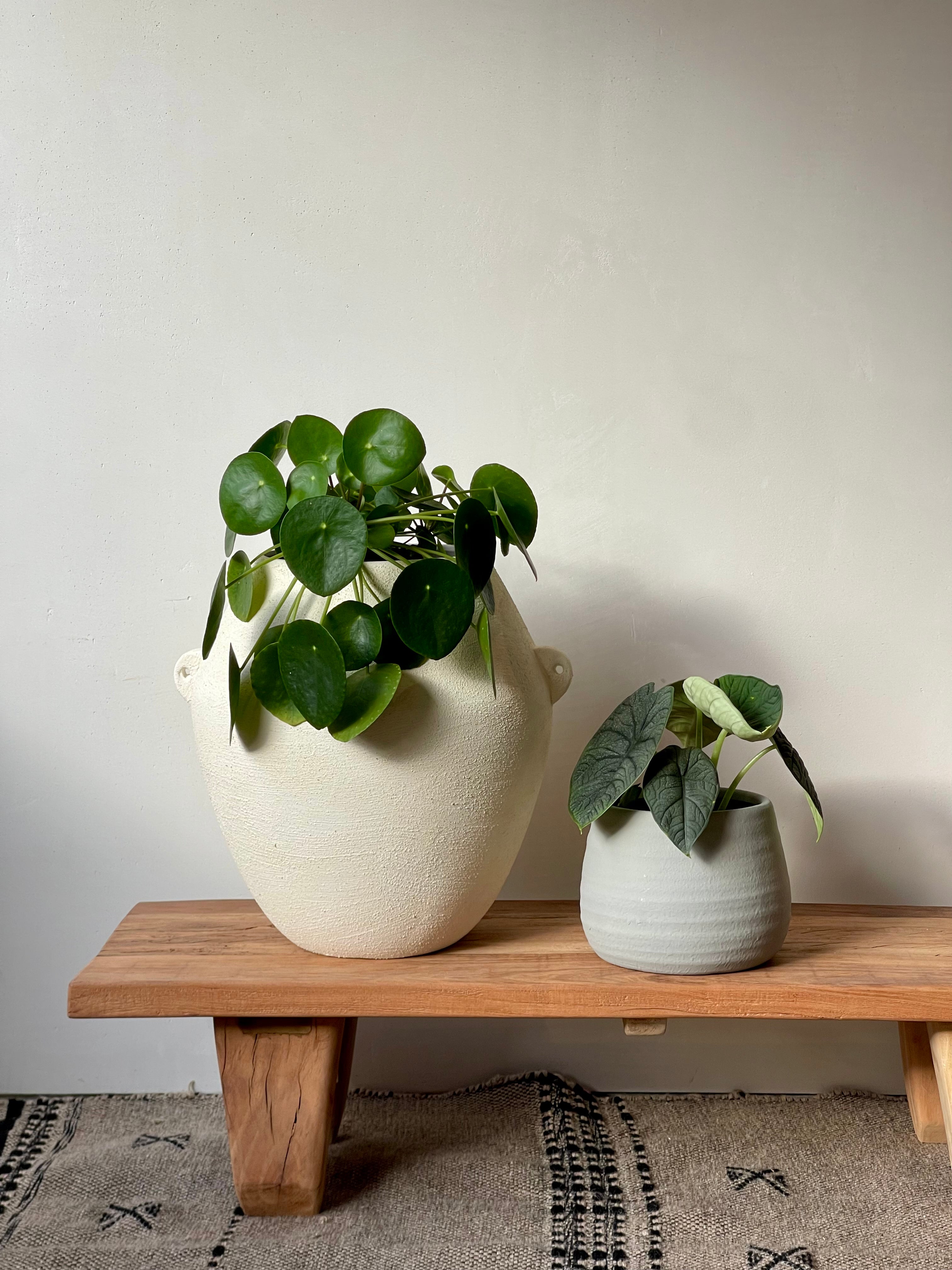 PILEA PEPEROMIODES - CHINESE MONEY PLANT