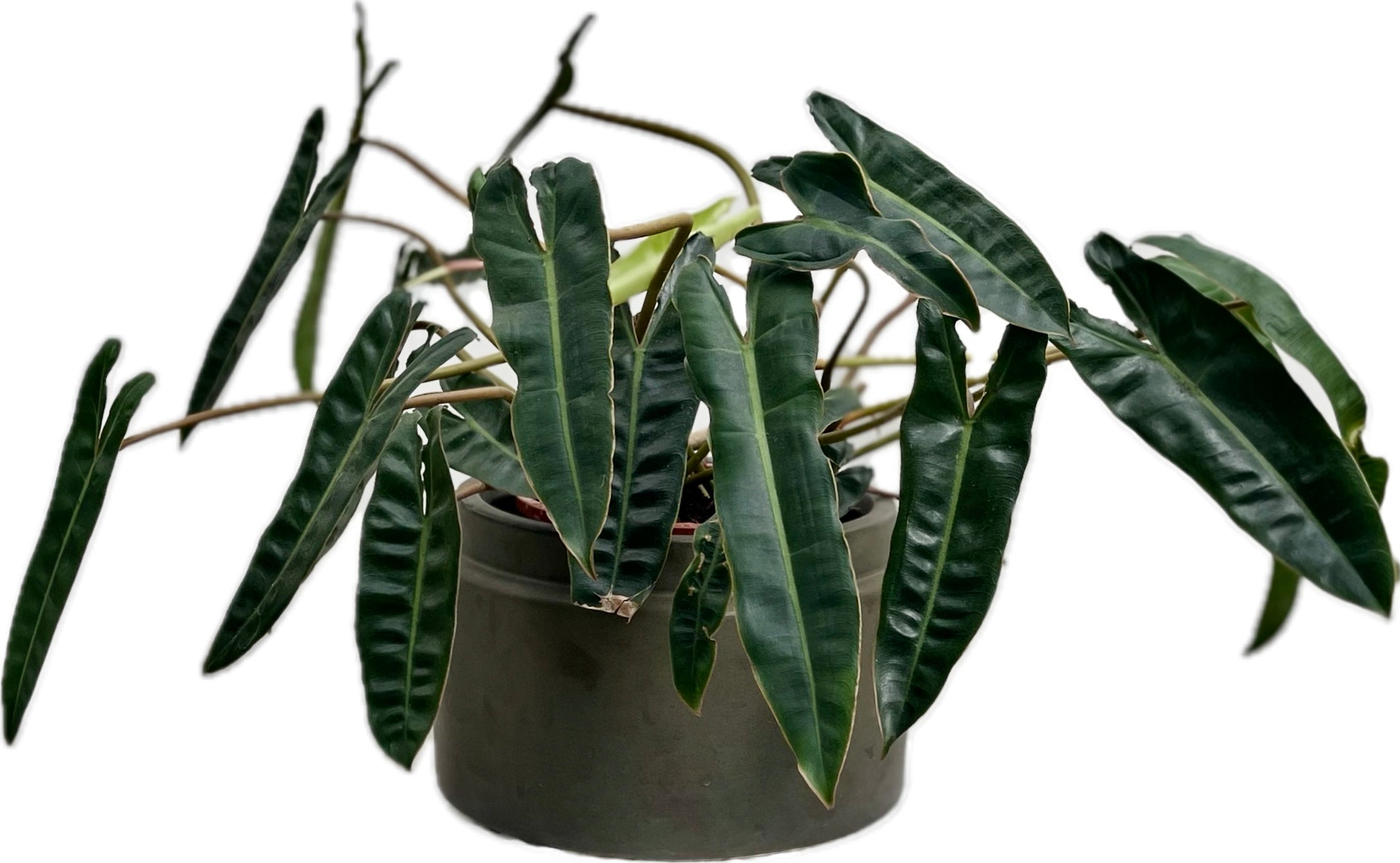 PHILODENRON BILLIETIAE