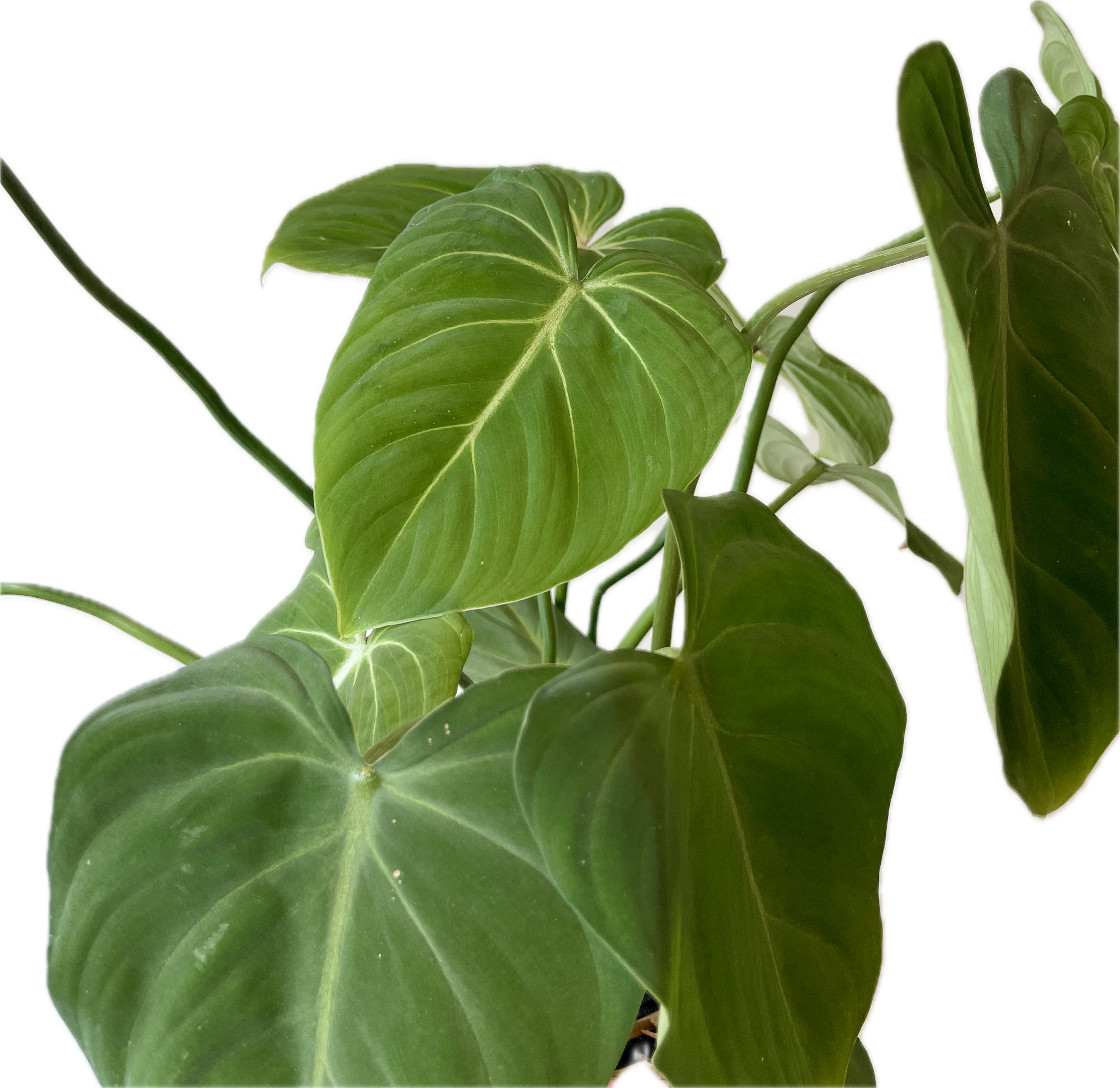 PHILODENDRON GLORIOSUM