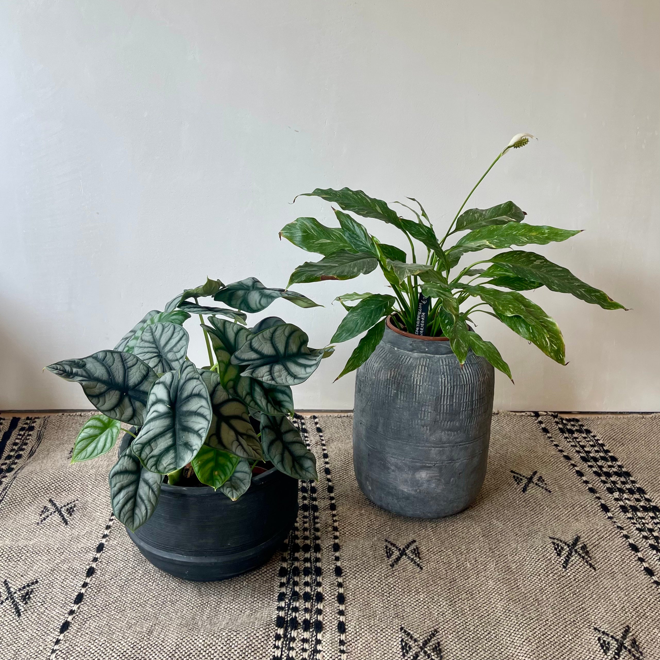 SPATHIPHYLLUM VARIEGATA (PEACE LILY)