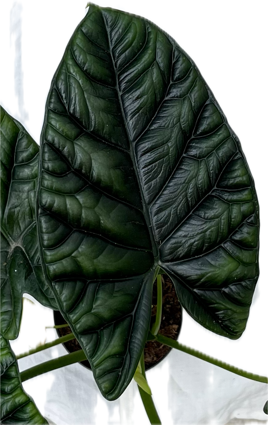 ALOCASIA SINUATA
