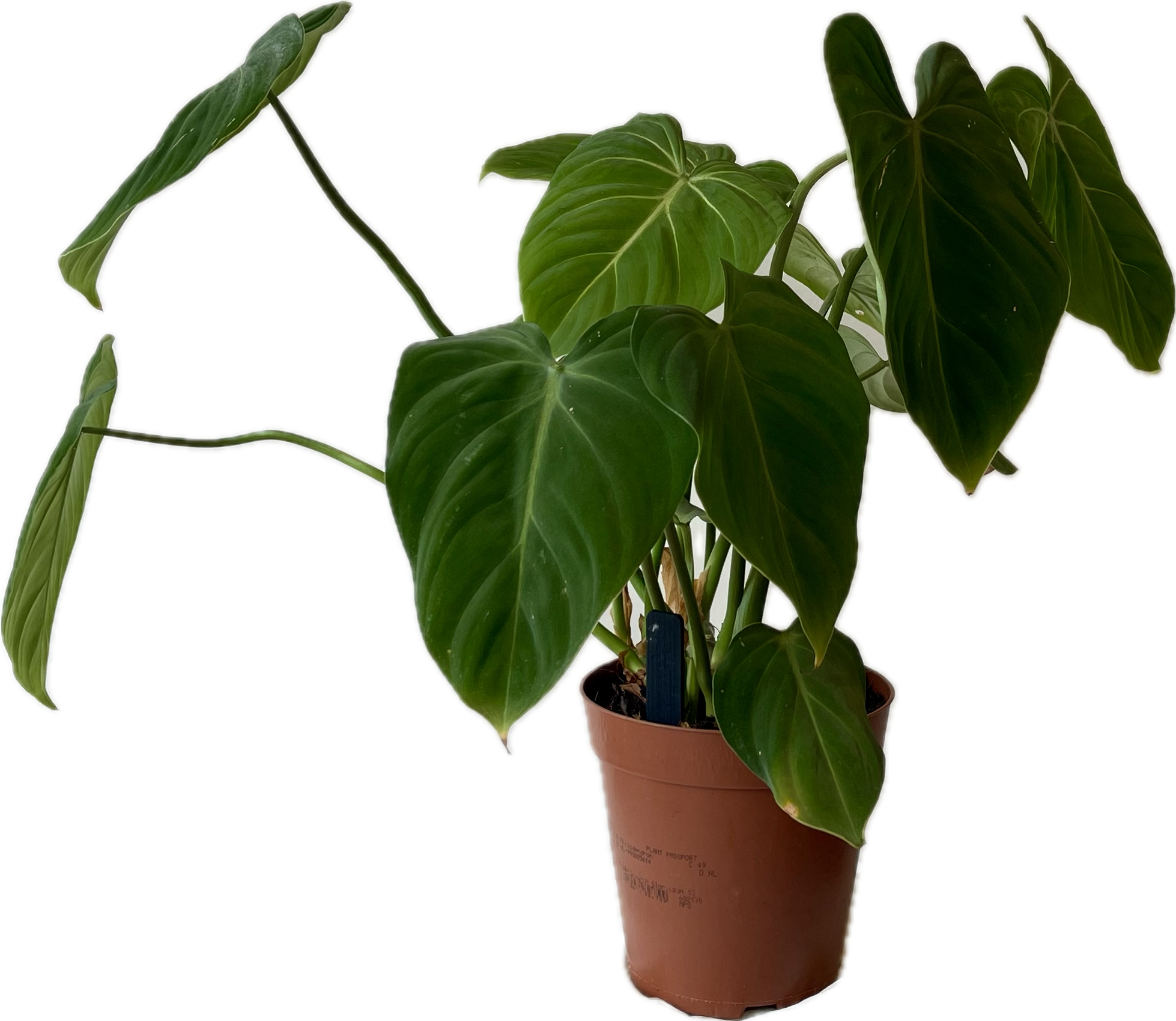 philodendron plant passport PHILODENDRON GLORIOSUM