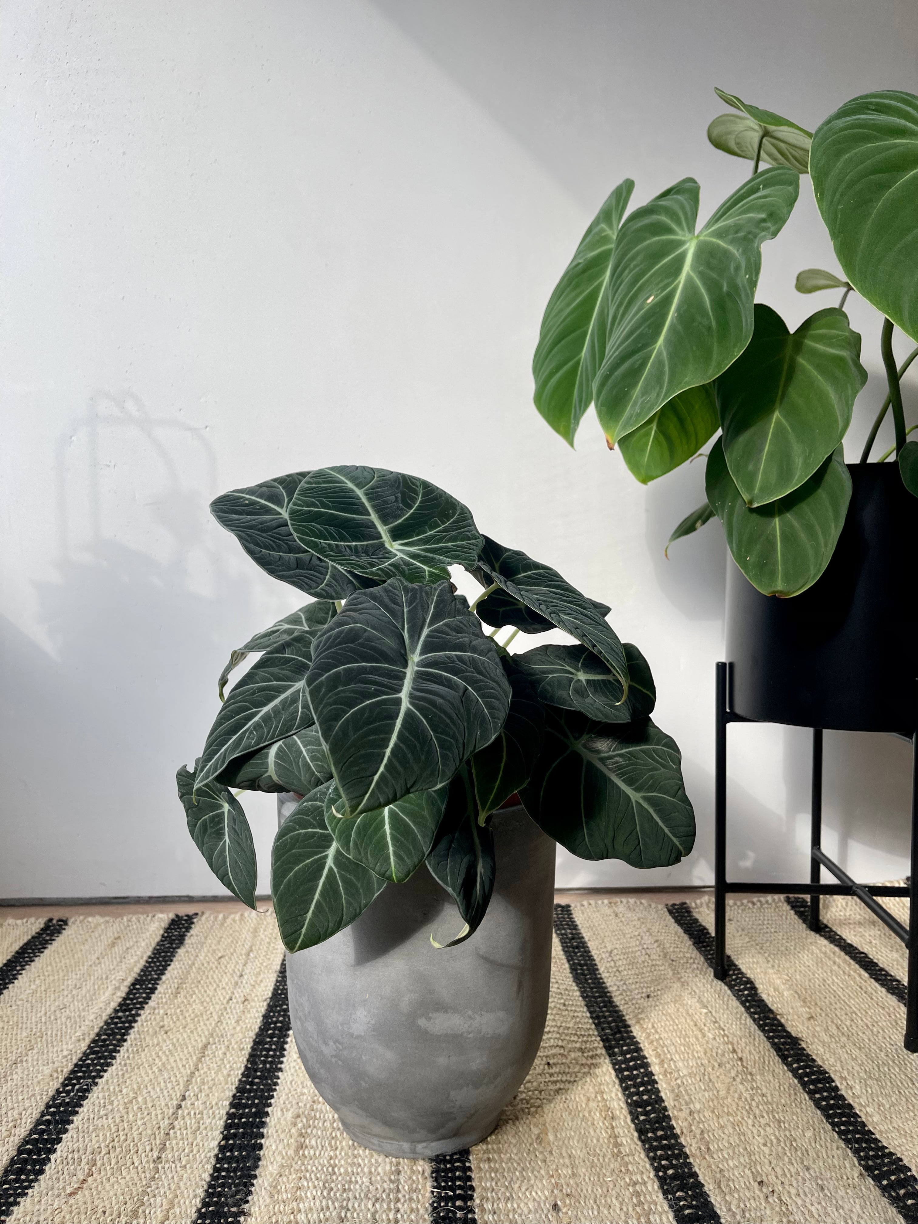 ALOCASIA BLACK VELVET (LITTLE QUEEN)