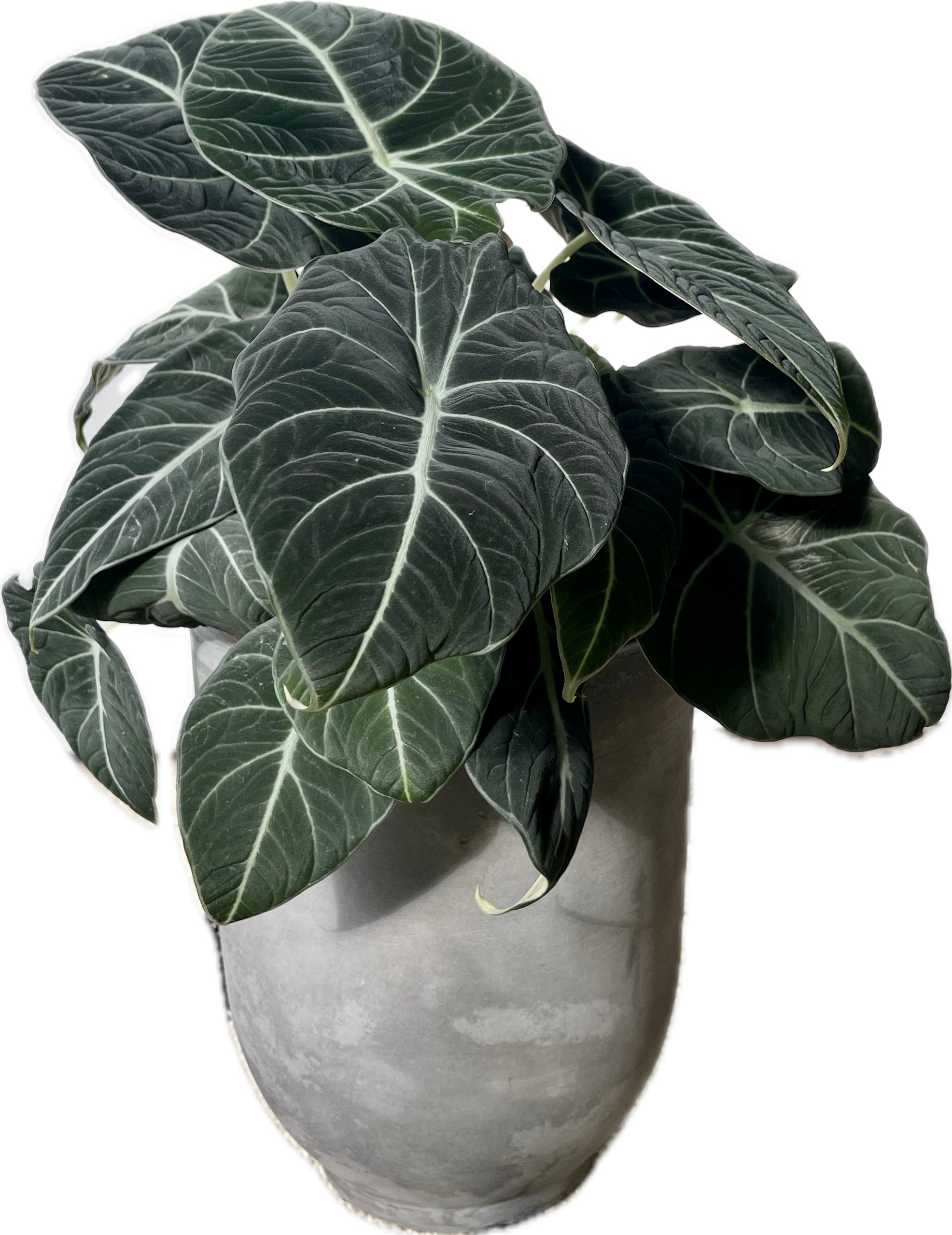 ALOCASIA BLACK VELVET (LITTLE QUEEN)