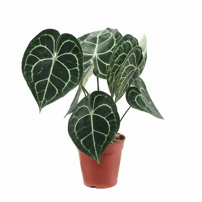 ANTHURIUM CLARINERVIUM (VELVET LEAF ANTHURIUM)