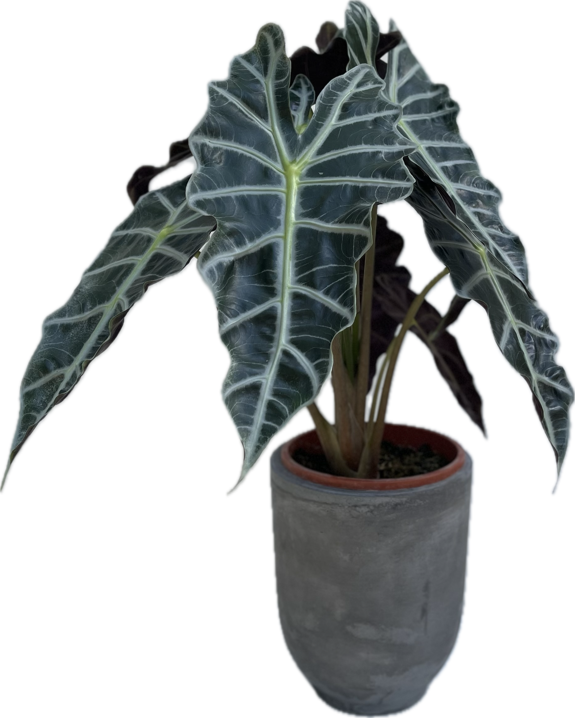 ALOCASIA POLLY