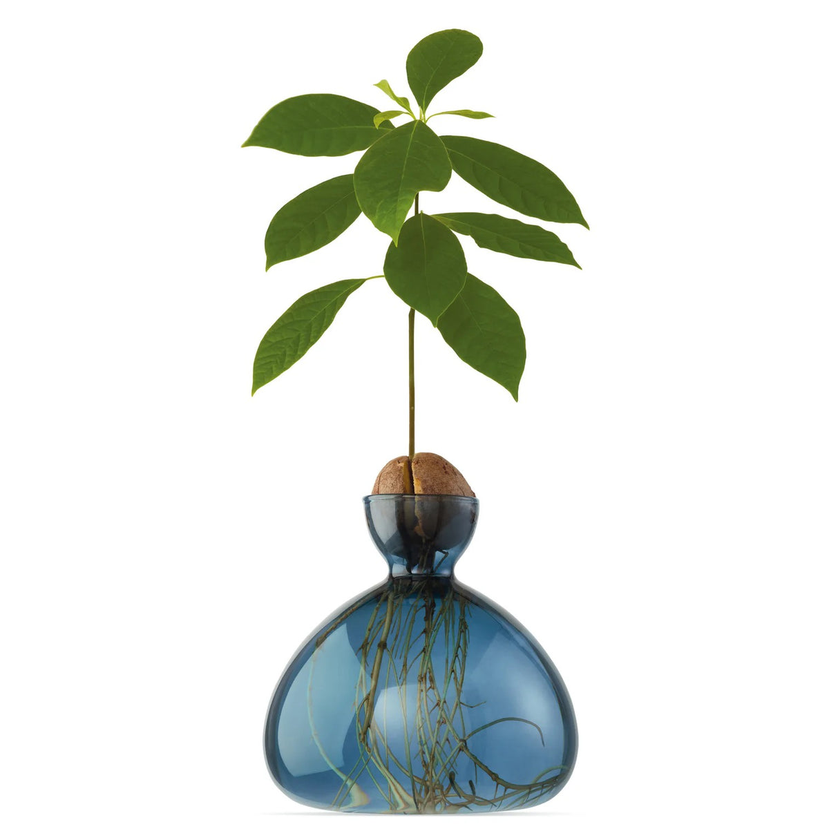 AVOCADO VASE | BLUE JAY