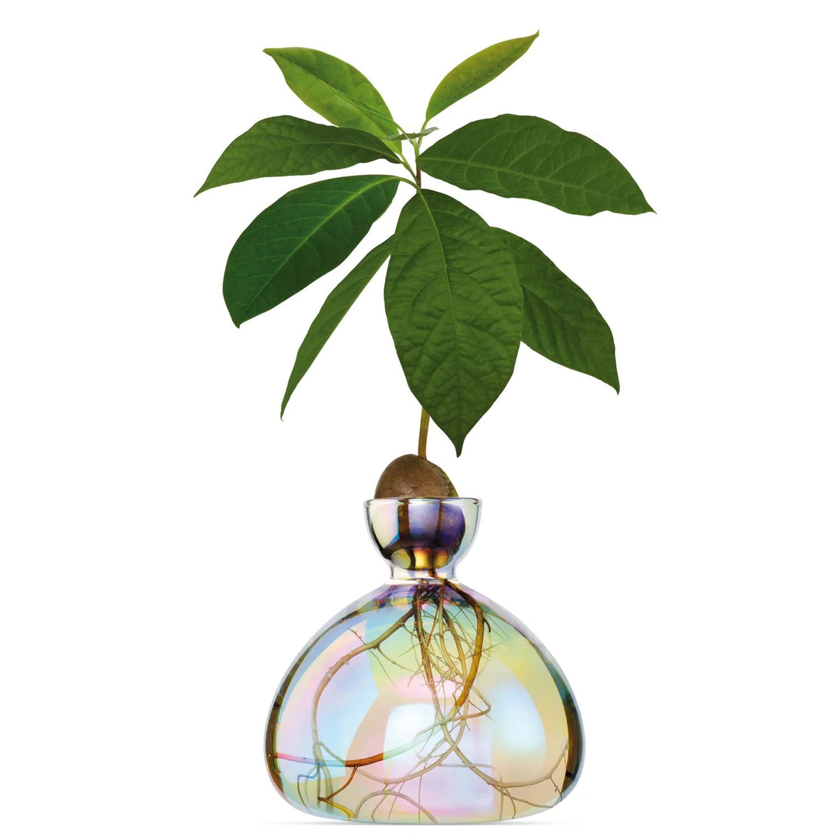 AVOCADO VASE | COSMIC ASTRA