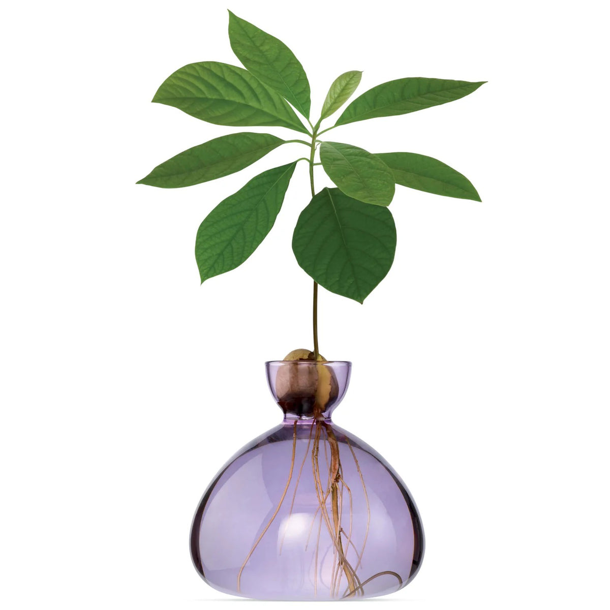 AVOCADO VASE | SPRING LILAC