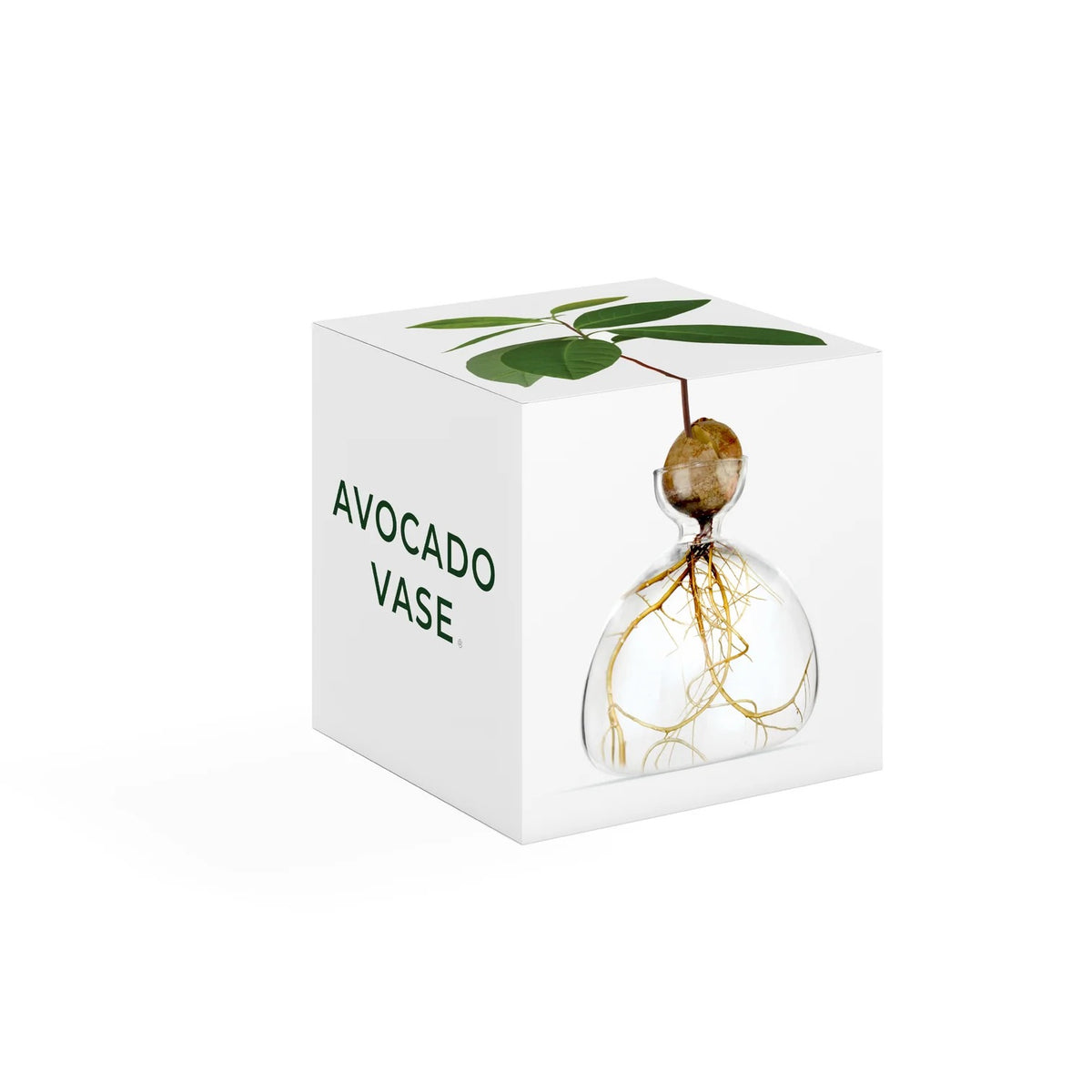 AVOCADO VASE | CLEAR