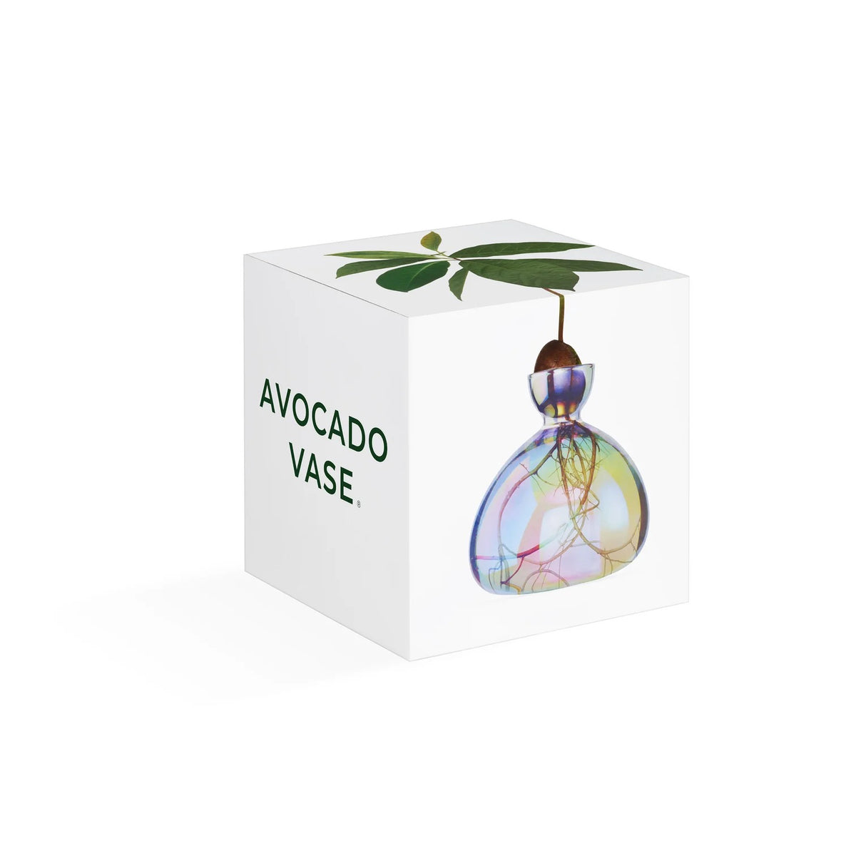 AVOCADO VASE | COSMIC ASTRA
