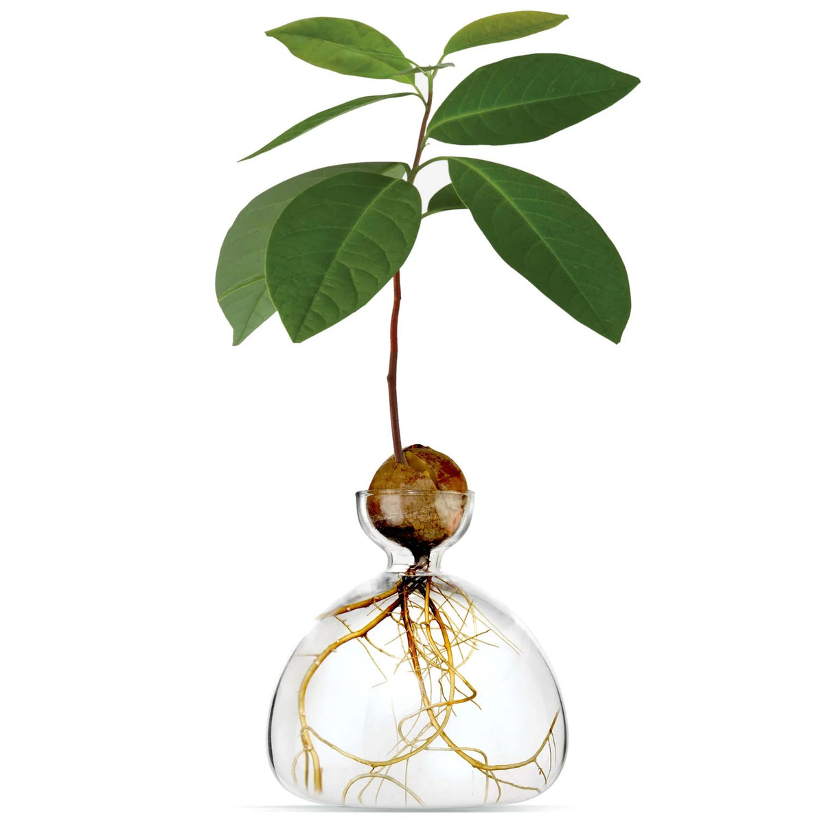 AVOCADO VASE | CLEAR