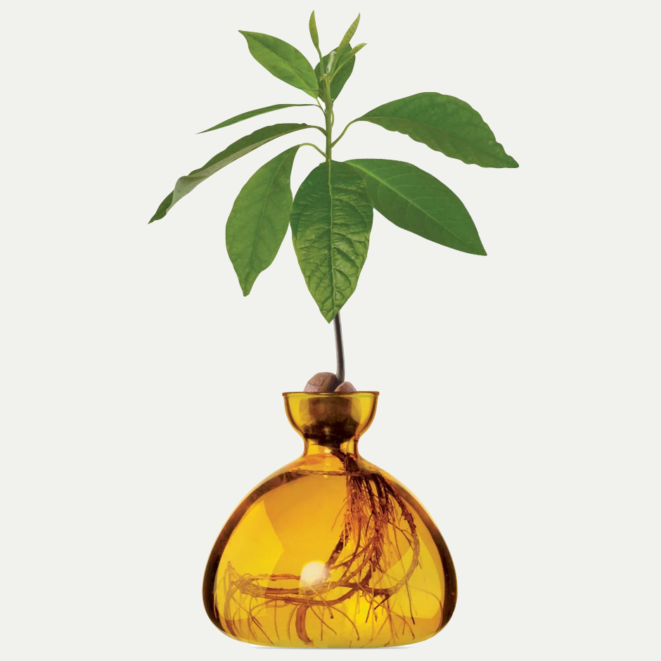 AVOCADO VASE | MELLOW YELLOW