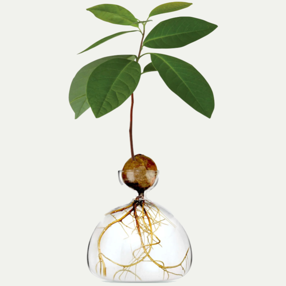 AVOCADO VASE | CLEAR