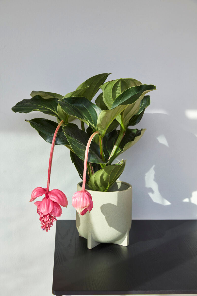 SPLIT POT GREEN