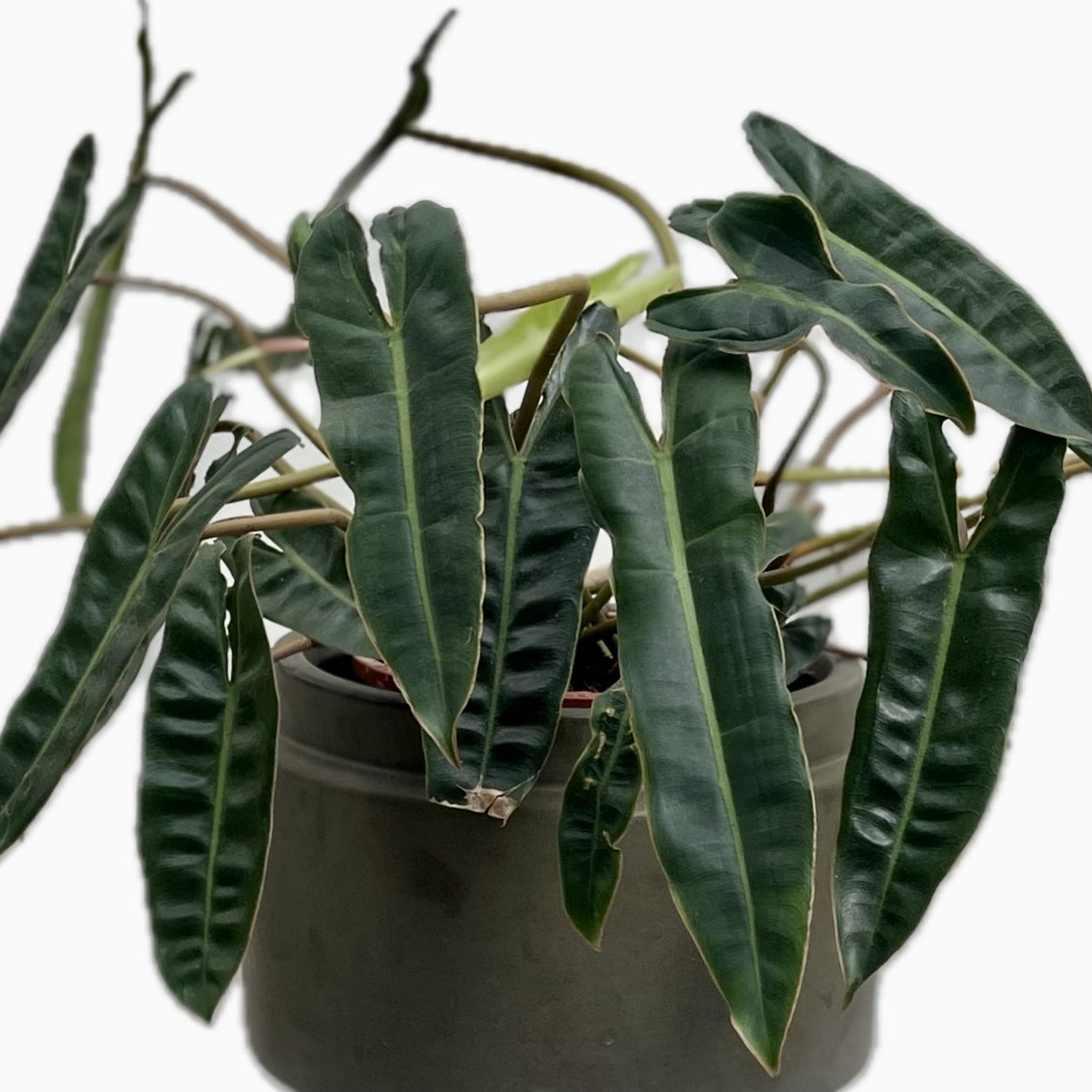 philodendron europe PHILODENRON BILLIETIAE