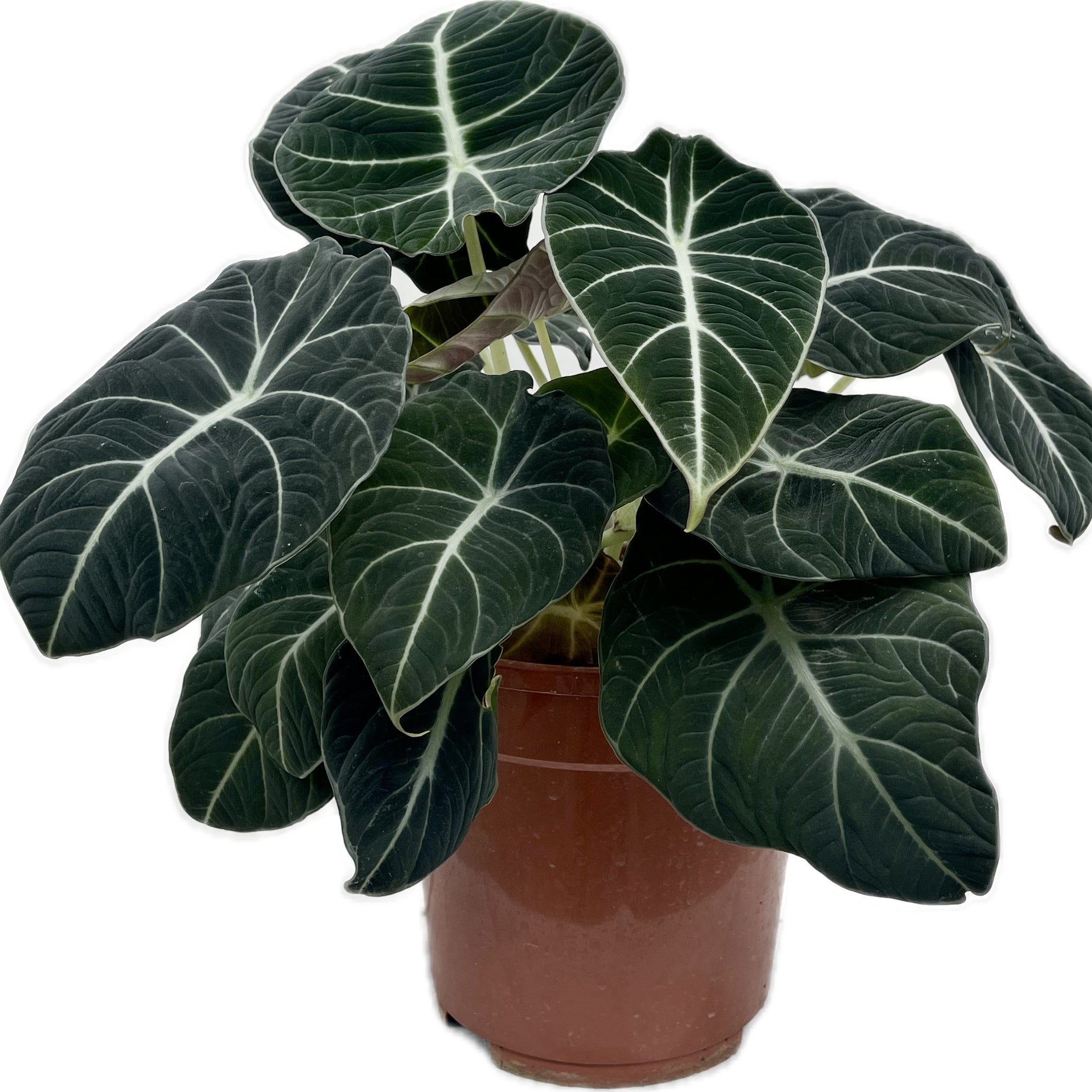 ALOCASIA BLACK VELVET (LITTLE QUEEN)