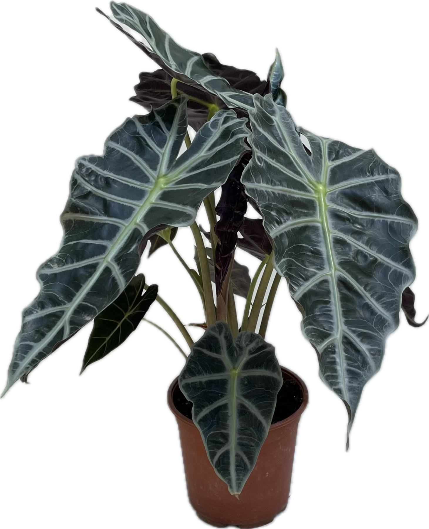 ALOCASIA POLLY