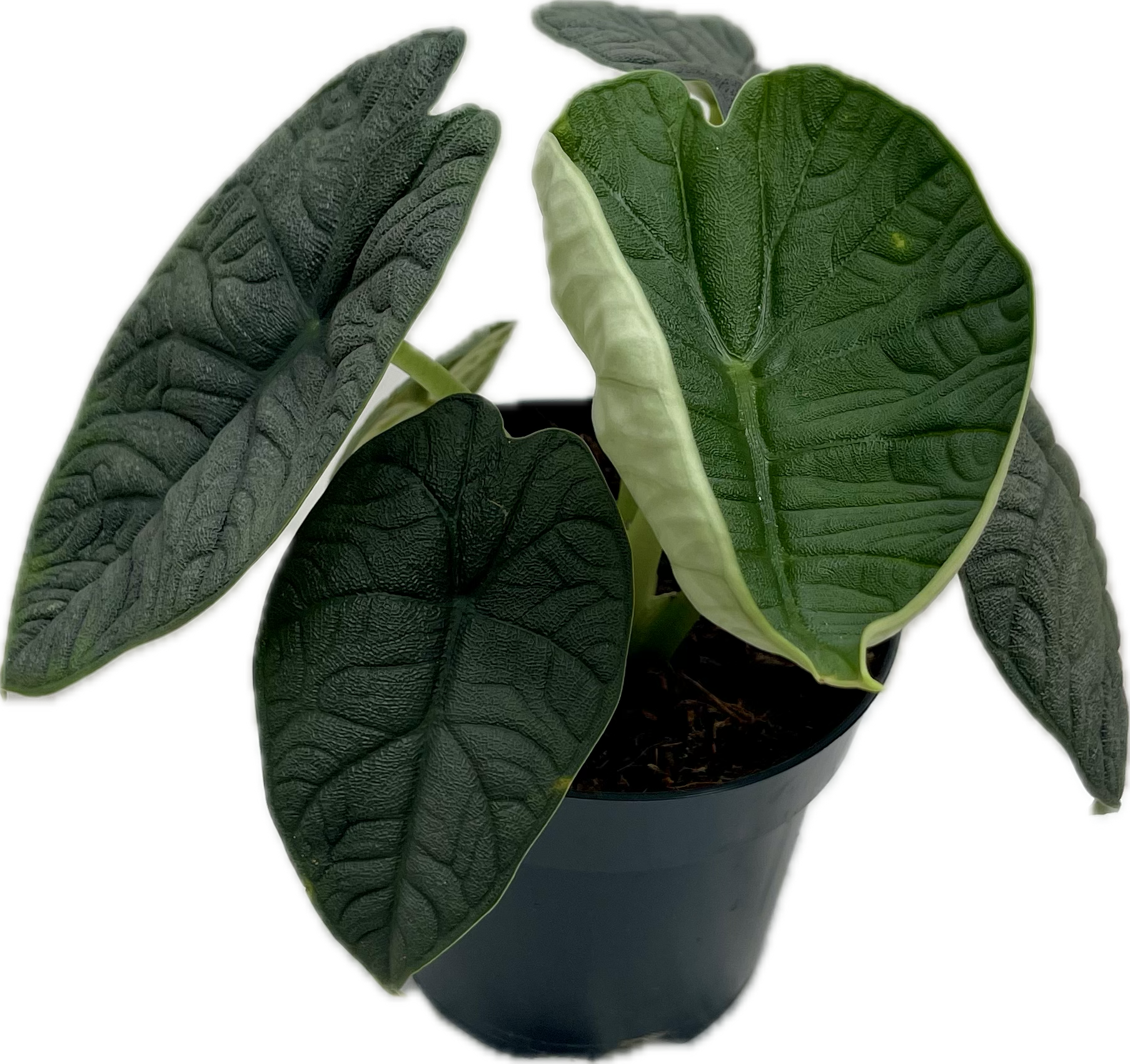 ALOCASIA MELO - RHINO SKIN
