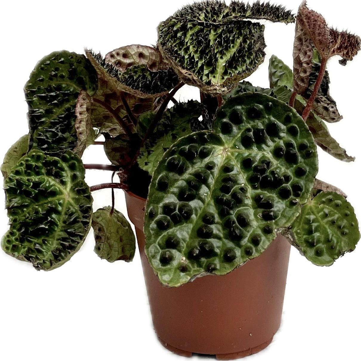 BEGONIA FEROX