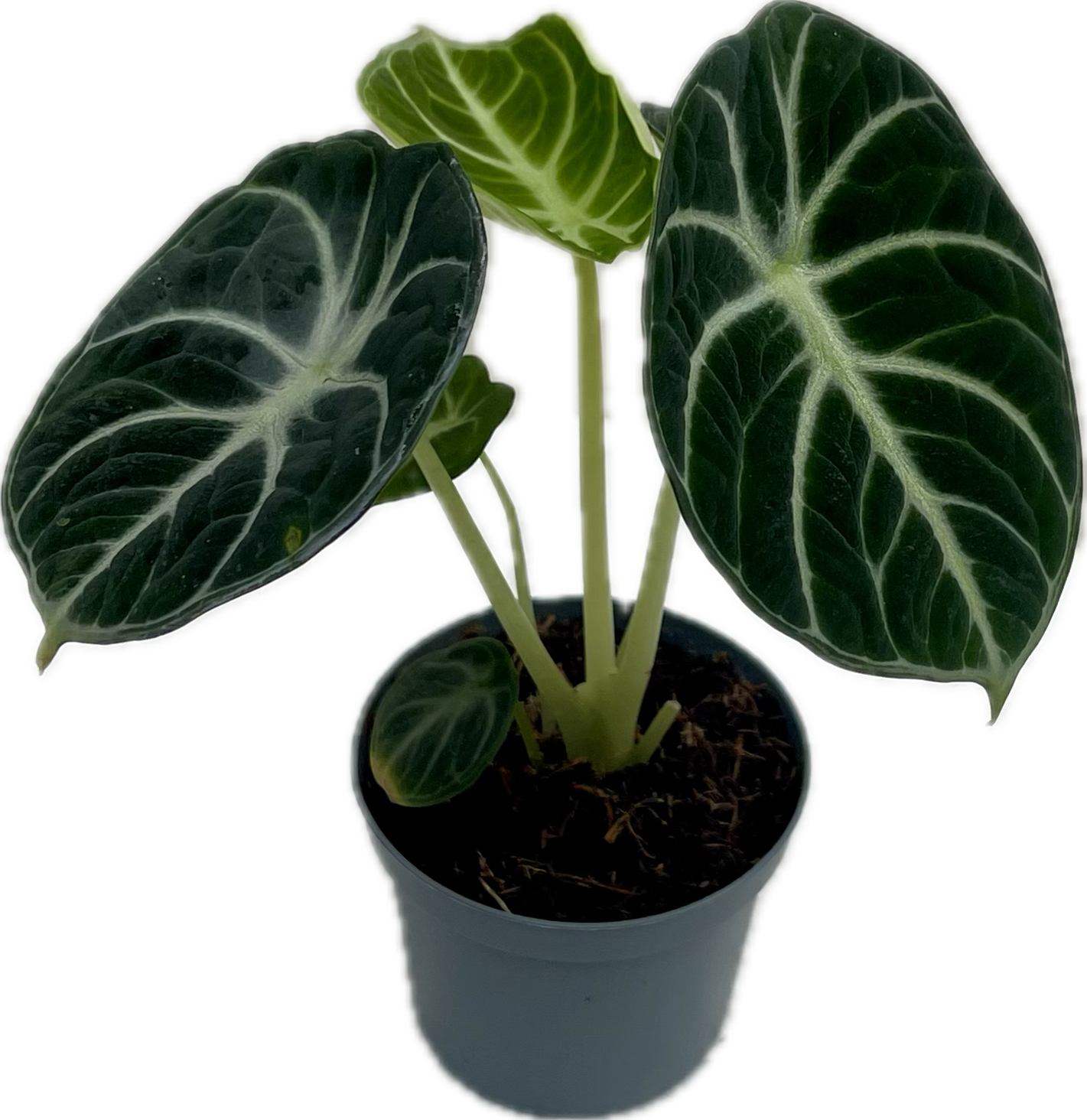 ALOCASIA NINJA