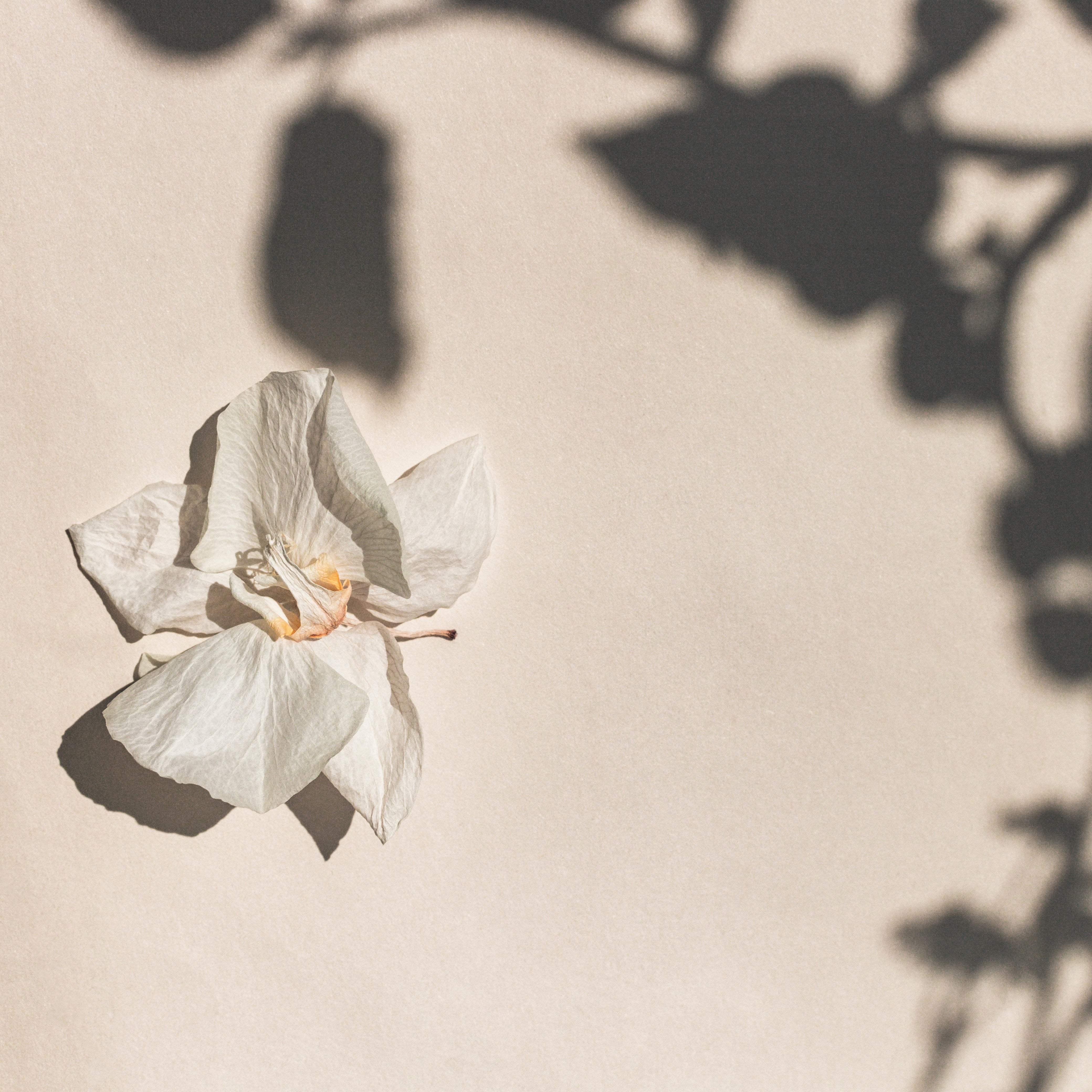 THRIVING THROUGH PREGNANCY