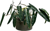 PHILODENRON BILLIETIAE