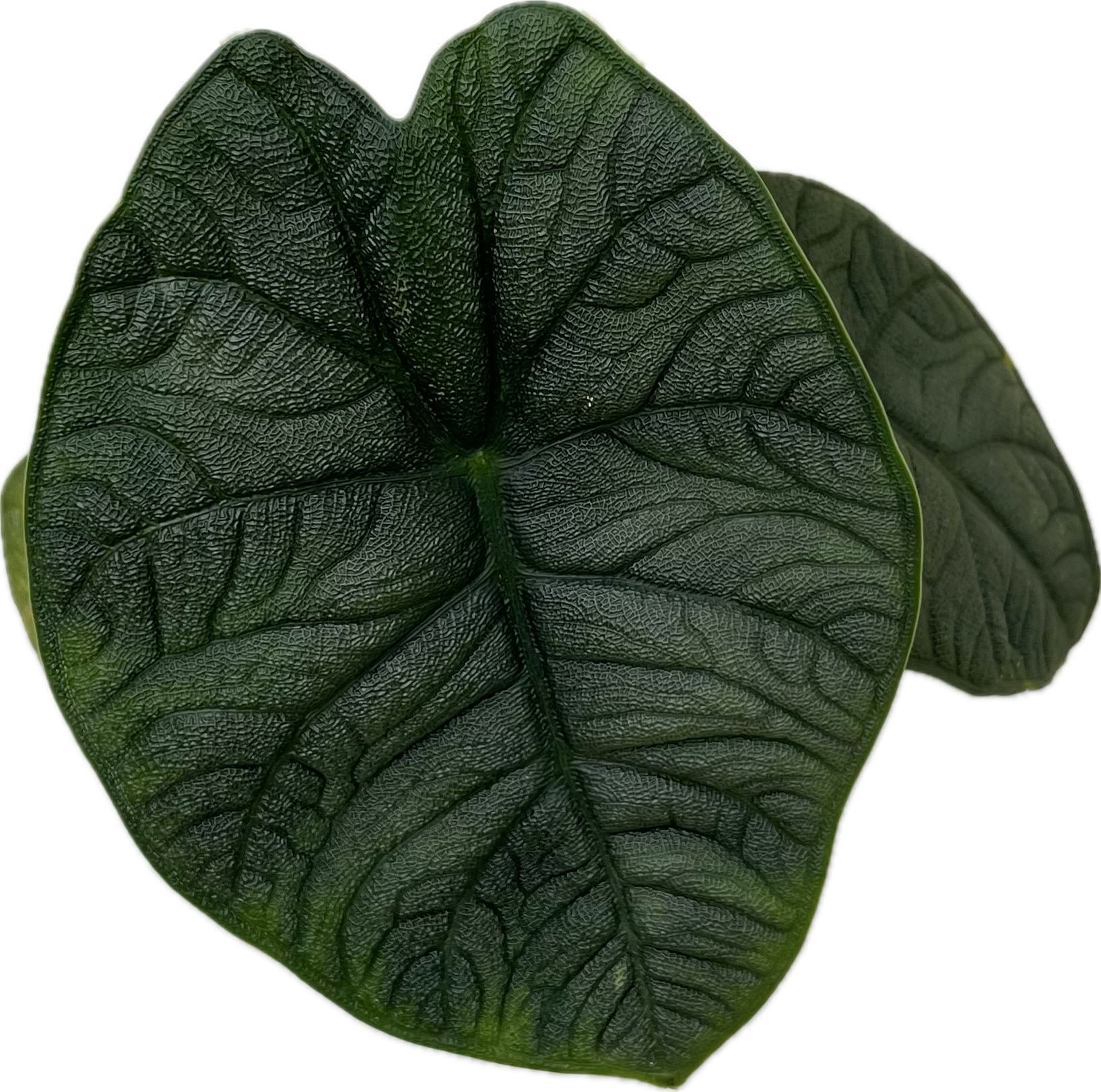 ALOCASIA MELO - RHINO SKIN