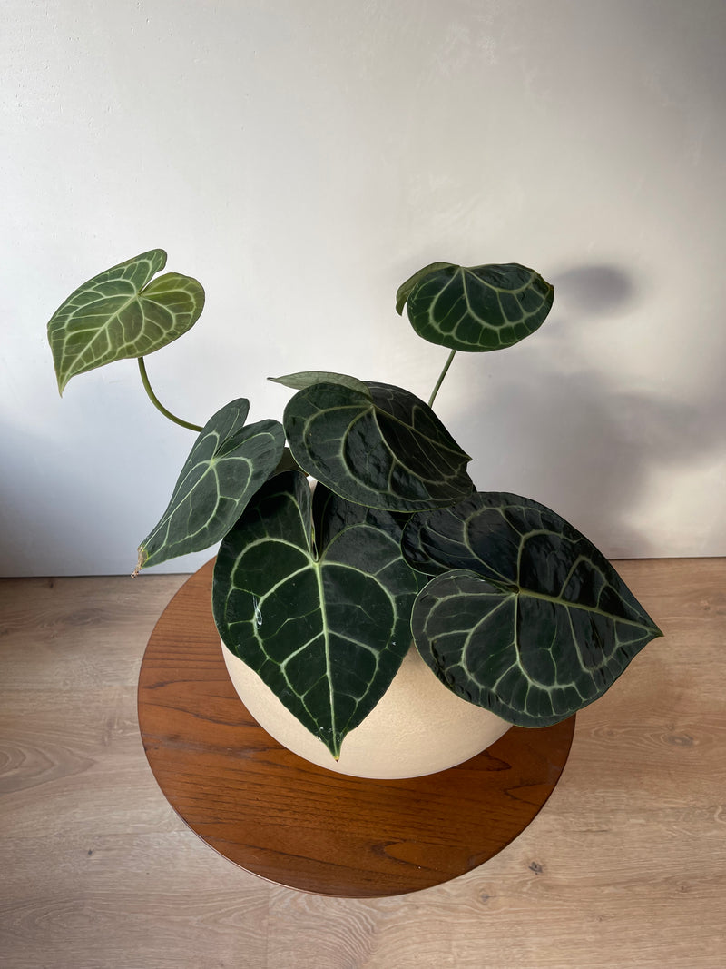 ANTHURIUM CLARINERVIUM (VELVET LEAF ANTHURIUM)