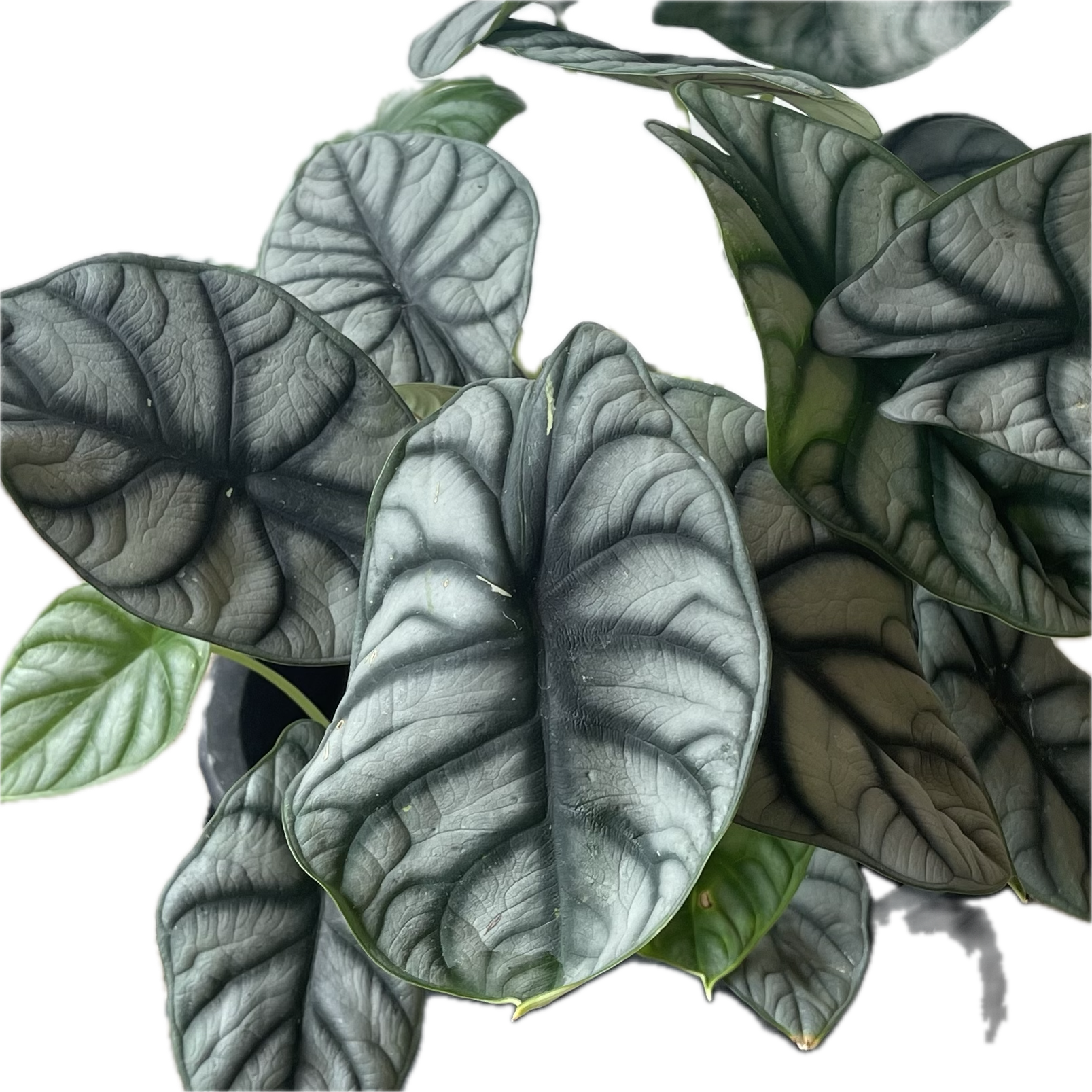 ALOCASIA SILVER DRAGON