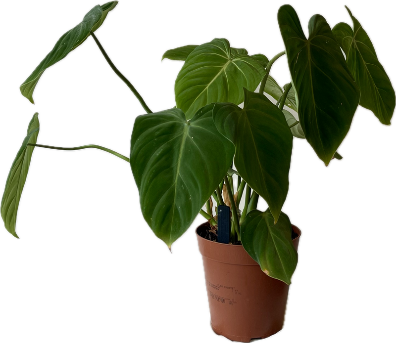 PHILODENDRON GLORIOSUM
