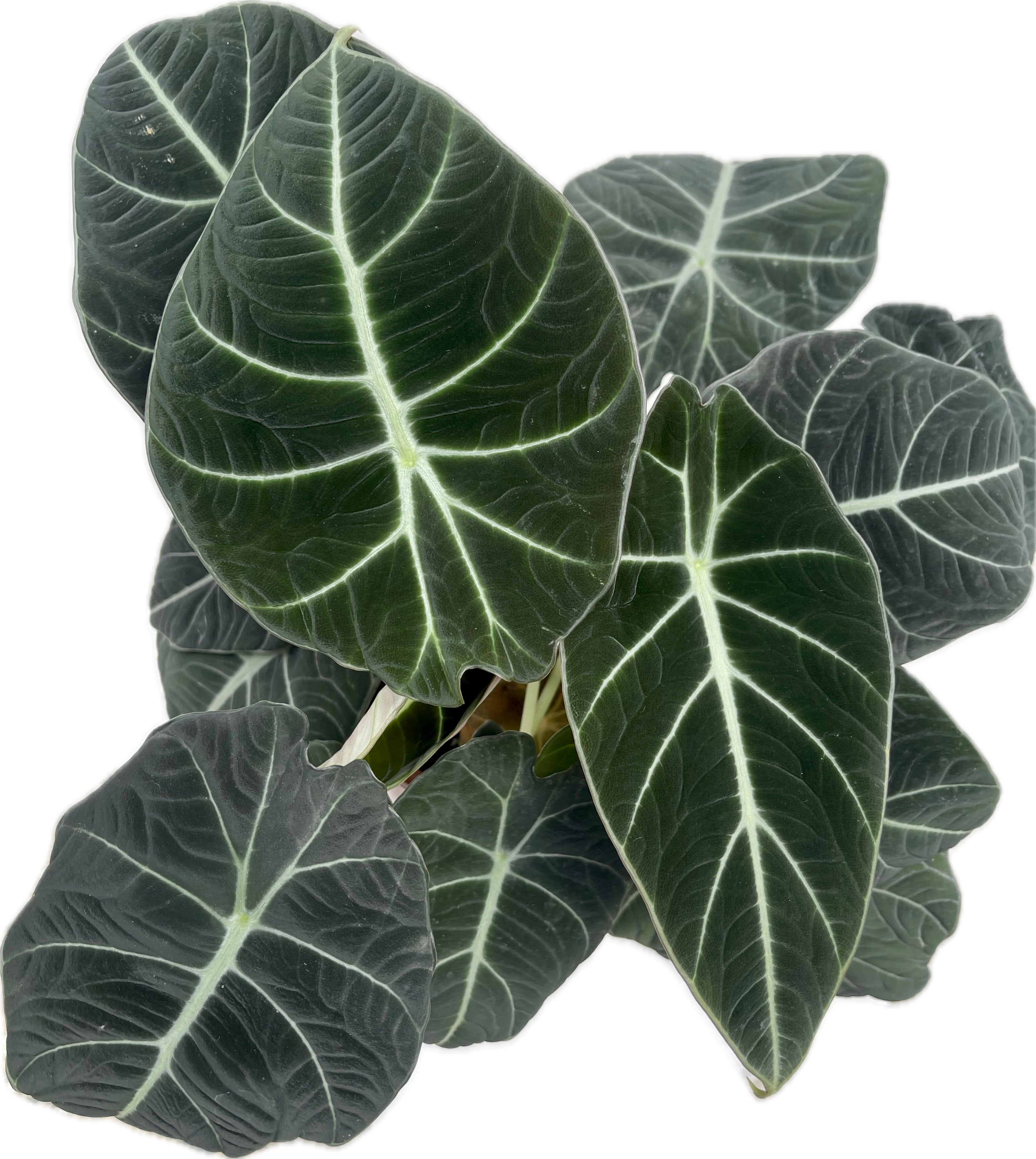 ALOCASIA BLACK VELVET (LITTLE QUEEN)