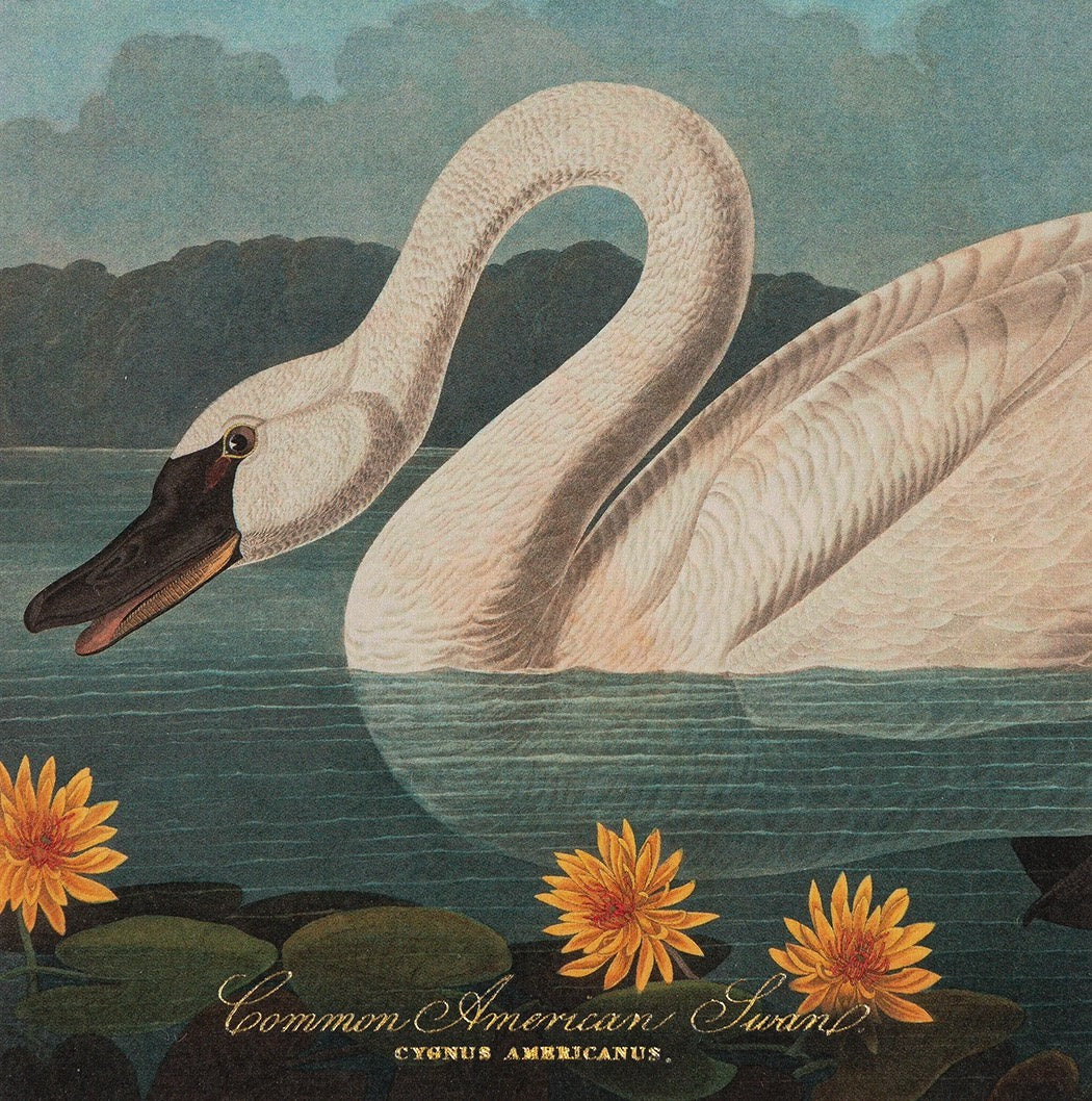 COMMON AMERICAN SWAN MATCHES