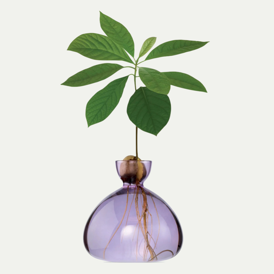 AVOCADO VASE | SPRING LILAC