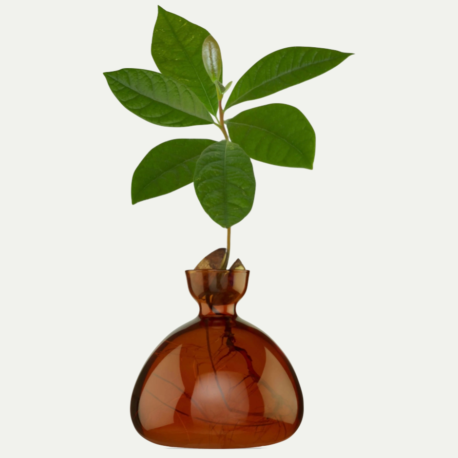 AVOCADO VASE | RUSSET BROWN