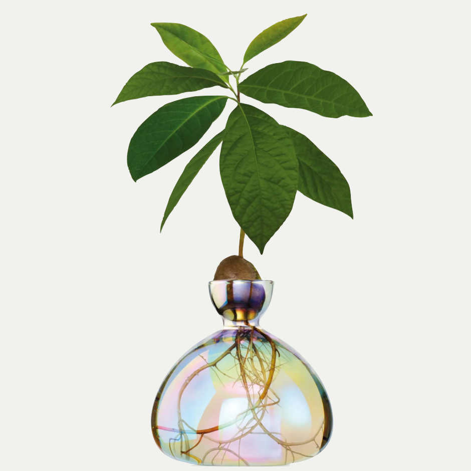 AVOCADO VASE | COSMIC ASTRA