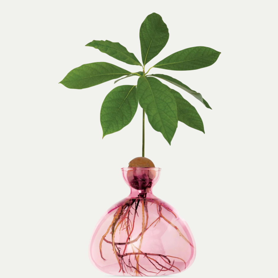 AVOCADO VASE | ROSE PINK