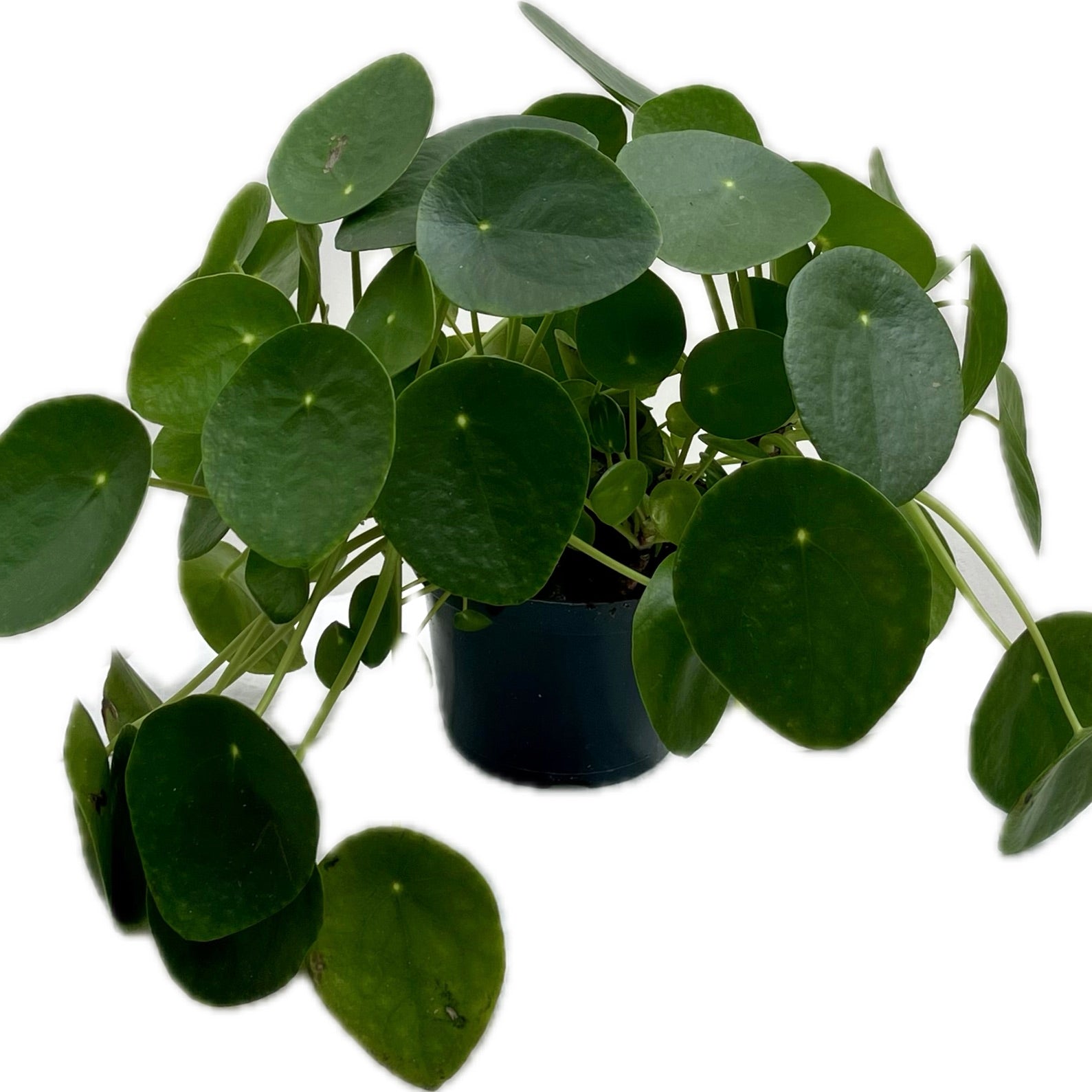 PILEA PEPEROMIODES - CHINESE MONEY PLANT