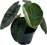 ALOCASIA MELO - RHINO SKIN