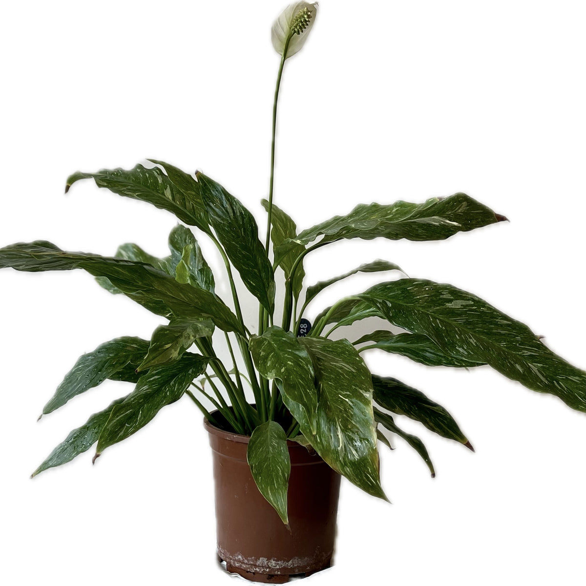 variegated peace lily rare SPATHIPHYLLUM VARIEGATA (PEACE LILY)