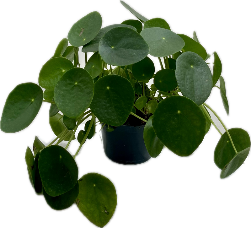 PILEA PEPEROMIODES - CHINESE MONEY PLANT