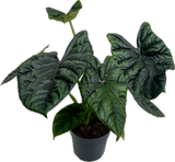 ALOCASIA SINUATA