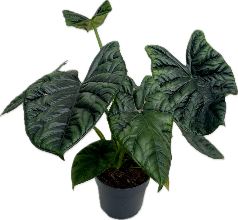 ALOCASIA SINUATA